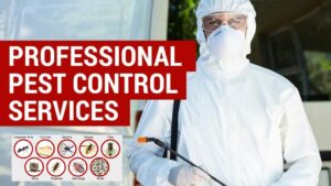 Reasons to Hire a Professional Pest Control Service in Qatar
