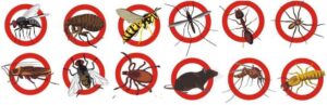 Pest control service in Qatar